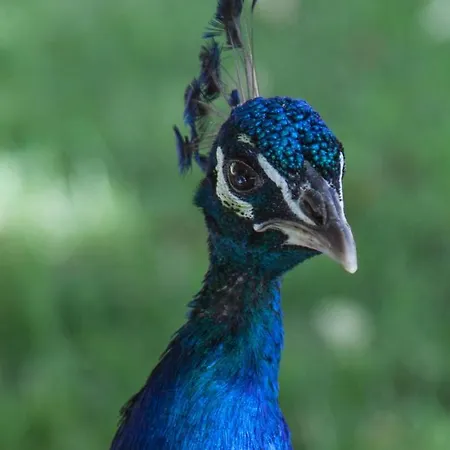 B&B Maison Grandsire Logis De Charme